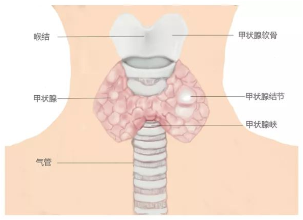 甲状腺癌还可以按保额赔付?